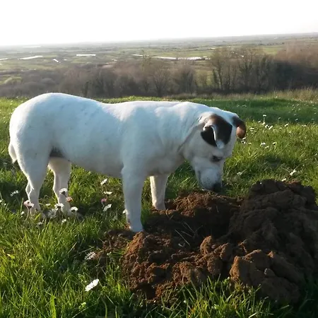 Roulotte Beaulieu * Saint-Jean-d'Angle