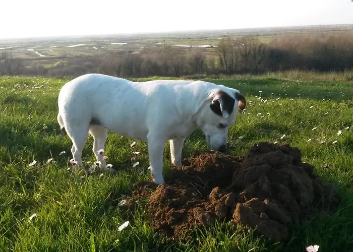 Roulotte Beaulieu * Saint-Jean-d'Angle