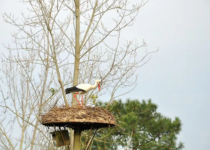 Roulotte Beaulieu Campsite *